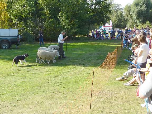Sheep Dog display at Country Park