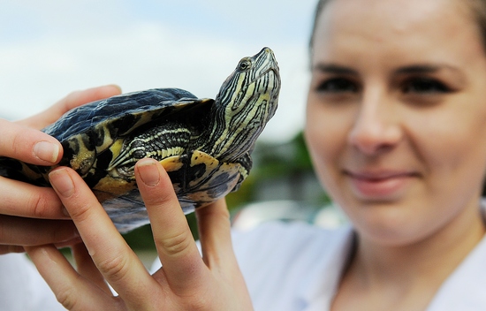Terrapin?
