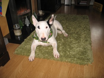 Lost dog Bayer