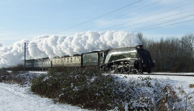 Bittern steams through Milton 12/2009 (C) Nat Johnson