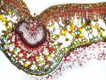 Image through microscope