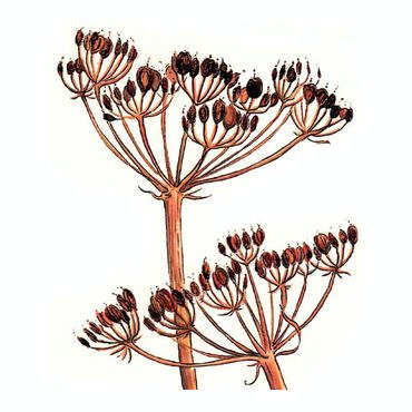 Seed heads by Alison Hullyer